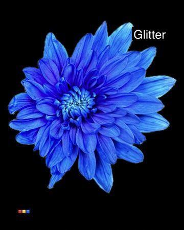 Chrysanthemum Indicum Grp tros kas kleurbehandeld H%