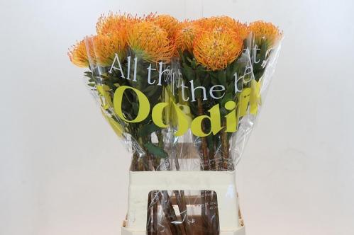 Leucospermum Ayoba Sun