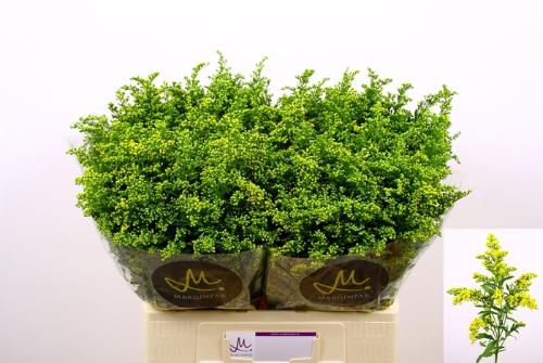 Solidago Carzan Glory