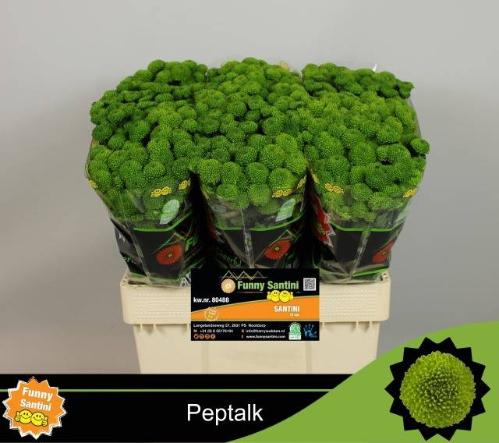 Chrysanthemum (Indicum Grp) tros santini AAA Peptalk