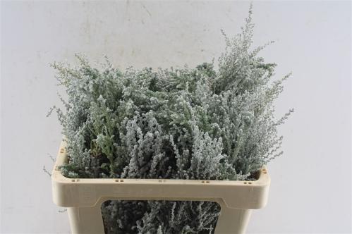Stoebe plumosa