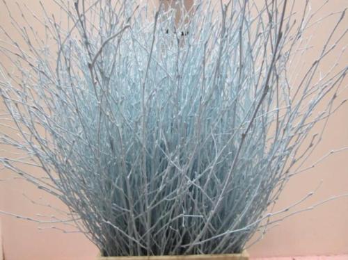 Betula kleurbehandeld H%