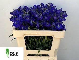 Delphinium Belladonna Grp enkelbloemig 'Atlantis'