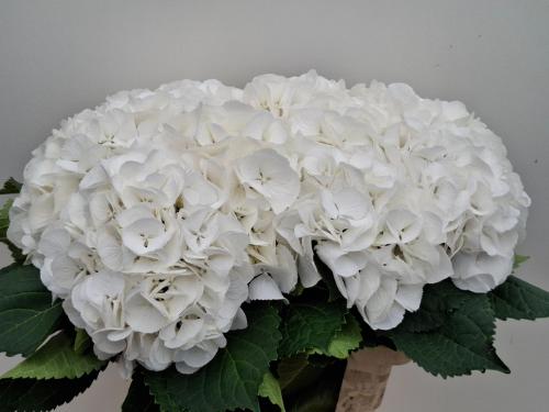 Hydrangea macrophylla 'Schneeball'