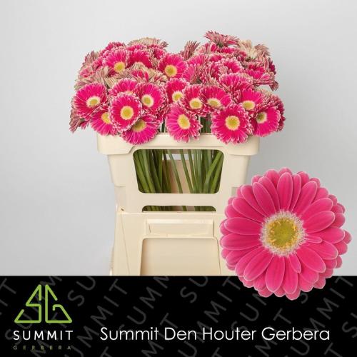 Gerbera mini Twiggy