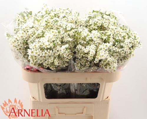 Chamelaucium uncinatum 'Ofir'