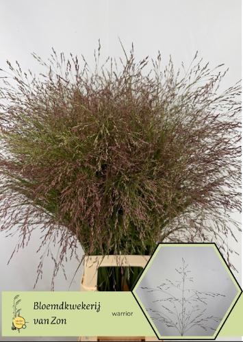 Panicum virgatum 'Warrior'