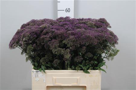 Trachelium caeruleum Purple Lake Michigan