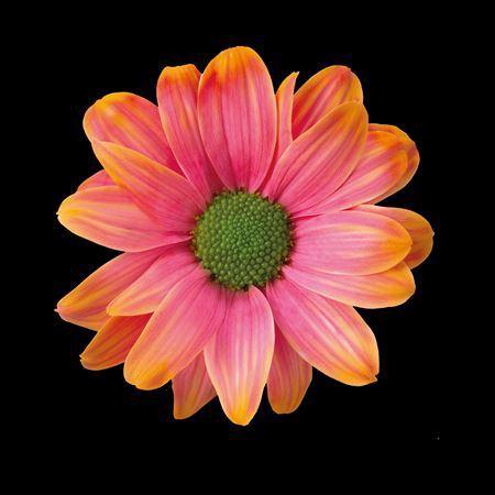 Chrysanthemum Indicum Grp tros kas kleurbehandeld H%