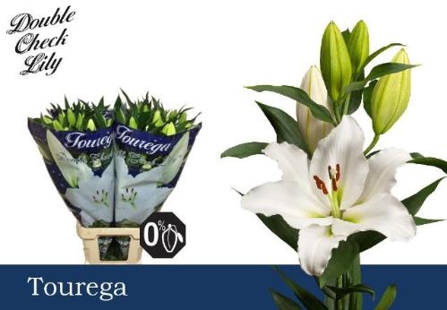 Lilium Oriental Grp Tourega