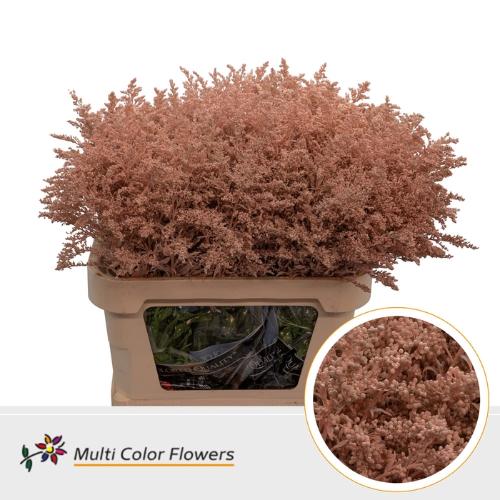 Solidago kleurbehandeld H%