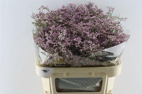 Limonium Safora Oshi Pink