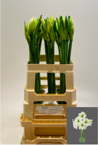 Hippeastrum (Diamond Grp) 'Northpole'