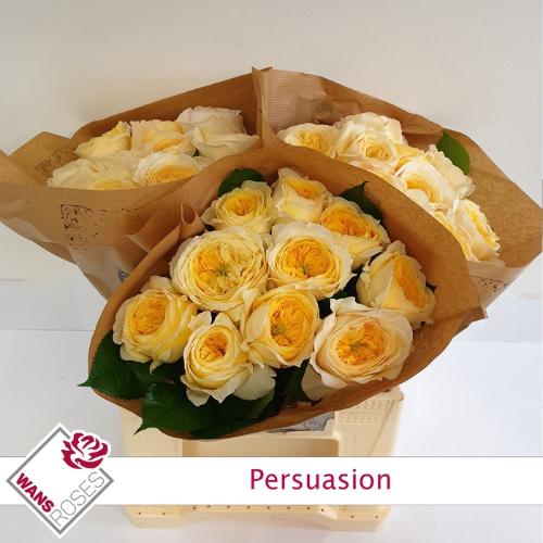 Rosa grootbloemig Persuasion
