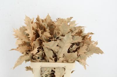 Quercus rubra kleurbehandeld H%