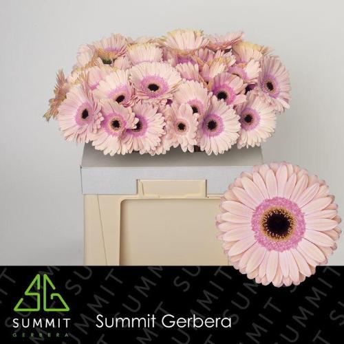 Gerbera grootbloemig 'Alliance'