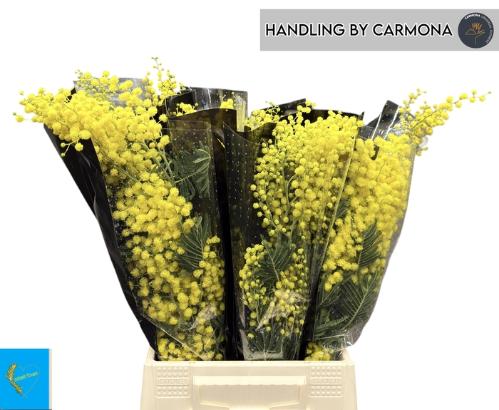 Acacia baileyana bloeiend per bos 'Purpurea'Dealbata Grp