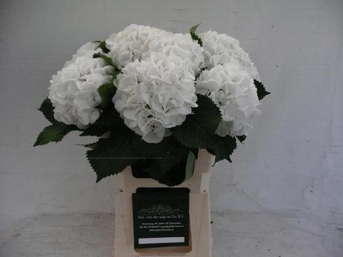 Narcissus Grootkronige Grp met blad 'Hollywood'