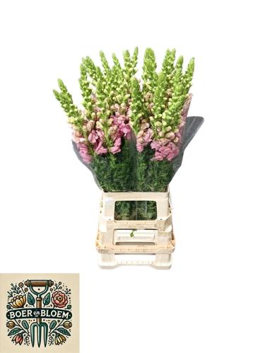 Antirrhinum majus 'Potomac Early Pink'