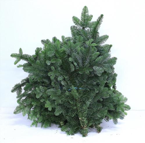 Abies procera Nobilis Blauw per bos