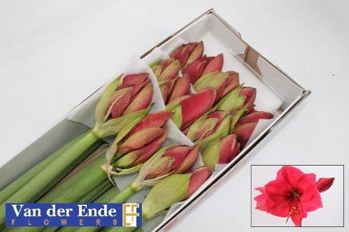 Hippeastrum Galaxy Grp 'Isabella'