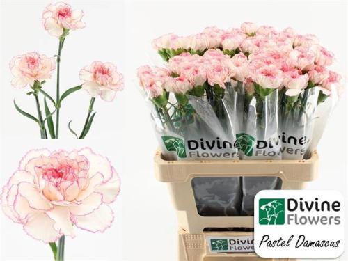 Dianthus standaard 'Pastel Damascus'