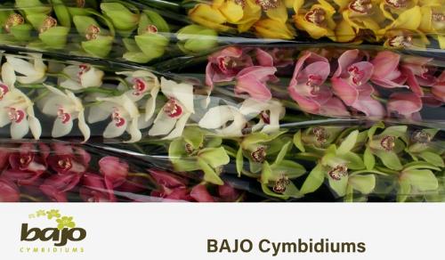 Cymbidium grootbloemig per tak gemengd