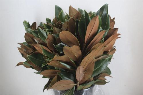 Decoratiegroen overig per bos