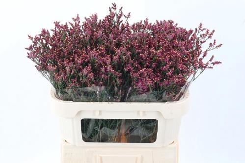 Limonium sinensis Scarlet Diamond
