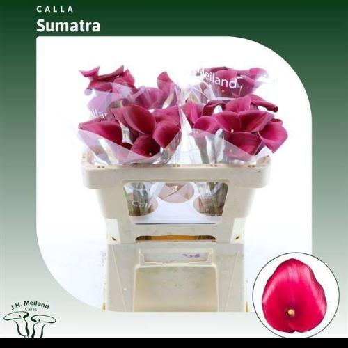 Zantedeschia 'Sumatra'