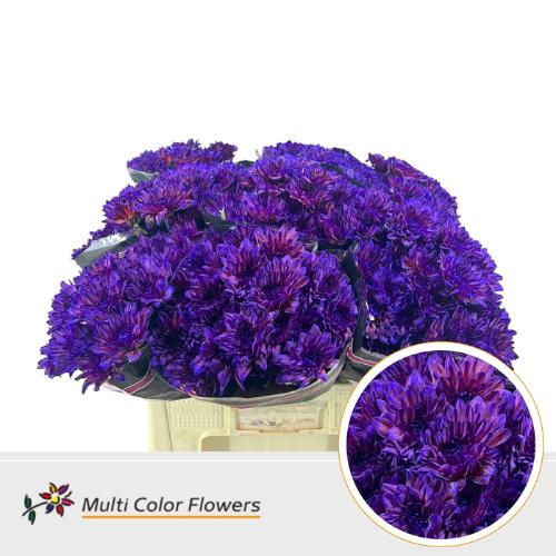 Chrysanthemum Indicum Grp tros kas kleurbehandeld H%