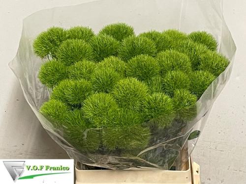 Dianthus barbatus Green Trick
