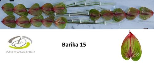 Anthurium (Andreanum Grp) Barika
