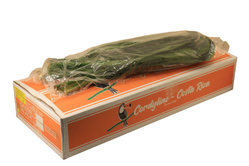 Cordyline fruticosa Green Tie