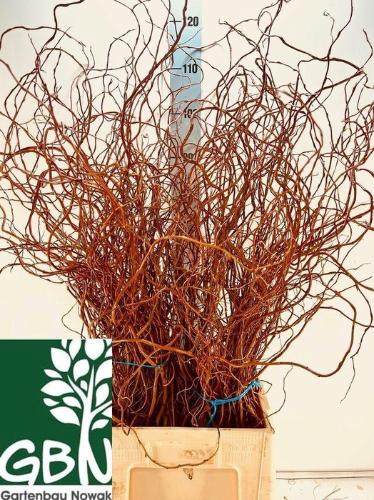 Salix overig per bos