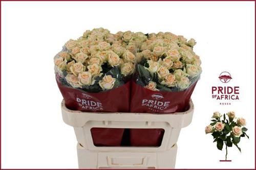 Rosa tros Trinity