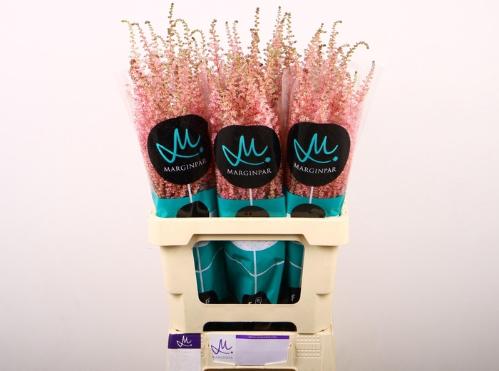 Astilbe Arendsii Grp 'Erika'