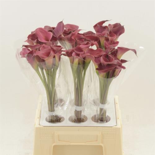 Zantedeschia 'Red Charm'