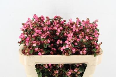 Symphoricarpos (Pink Berry Grp) Magical Ruby Falls
