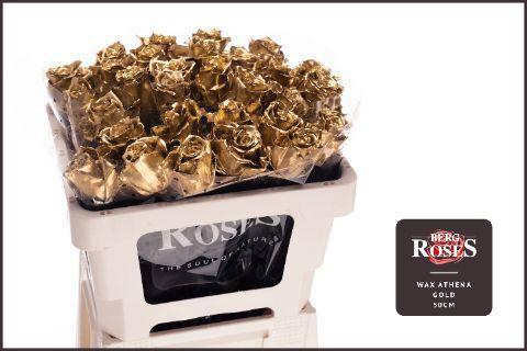 Rosa grootbloemig gewaxt H%