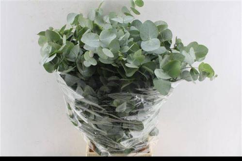 Eucalyptus per bos cinerea