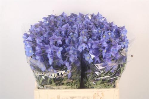 Delphinium Belladonna Grp enkelbloemig 'Neds Dievera'