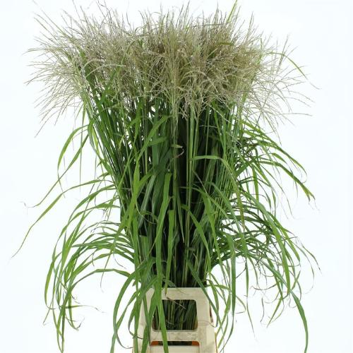 Miscanthus sinensis overig