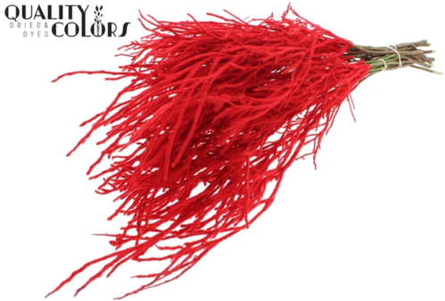 Vaccinium kleurbehandeld H%