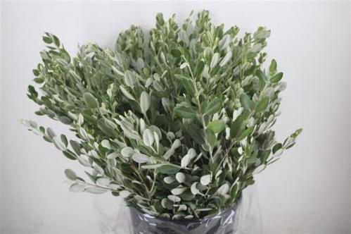 Pittosporum per bos