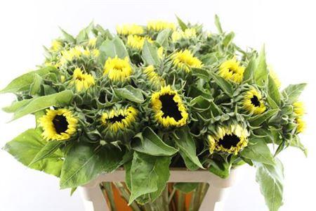 Helianthus annuus 'Sunrich Limoncello'