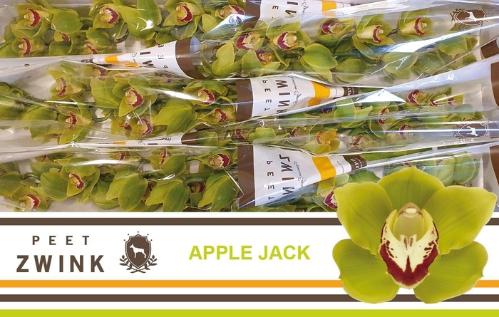 Cymbidium grootbloemig 'Apple Jack'
