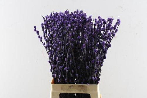 Salix caprea 'Snow Flake' kleurbehandeld H%