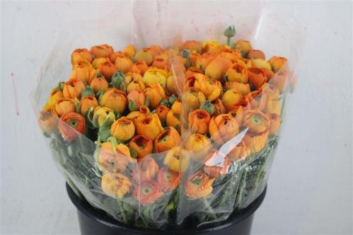 Ranunculus asiaticus 'Elegance Orange'