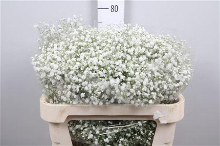 Gypsophila paniculata Xlence